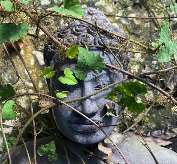 buddha foglie